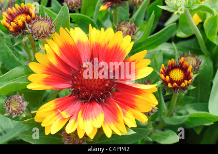 Blooming coperta fiore con boccioli Foto Stock