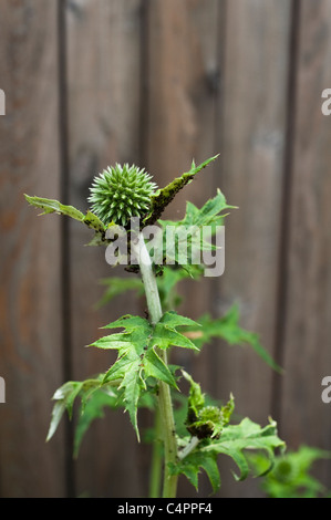 Allevamento di formiche afidi nero sul globo thistle foglie e fiori. Foto Stock