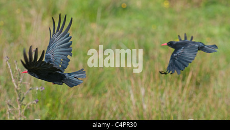Coppia di adulto Cornish Choughs fotografati a Penwith West Cornwall. Foto Stock