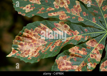 Infestamento severo di Ippocastano Foglie da ippocastani Leaf Miner Moth Larva, Cameraria ohridella. Foto Stock