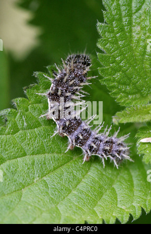 Dipinto di Lady Butterfly Larva, Vanessa cardui, Nymphalidae, Lepidoptera Foto Stock