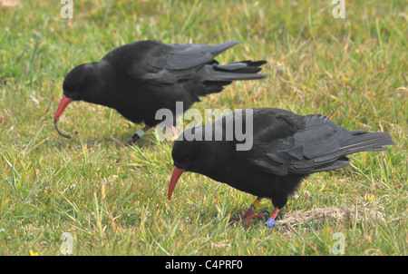 Coppia di Cornish Choughs in Penwith West Cornwall. Foto Stock