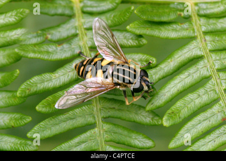 Sun Hoverfly, Helophilus trivittatus, Syrphidae, Diptera. Donna seduta su Bracken. Foto Stock