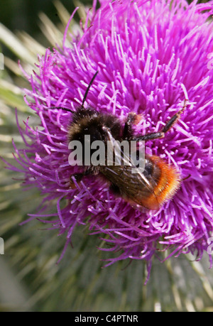 Red-tailed cuculo Bumblebee, Bombus rupestris, Apidae, Hymenoptera. Femmina (Queen size), alimentazione su una Lancia Thistle. Foto Stock