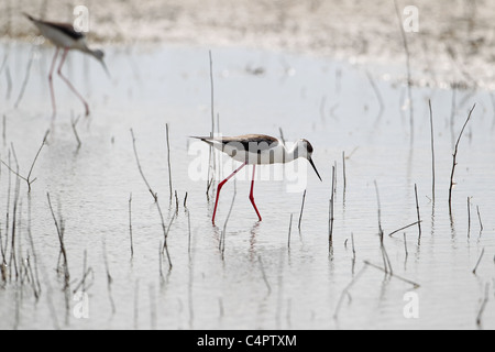 [Black-Winged Stilt] [Himantopus himantopus] al [Fuente de Piedra] endorheic laguna, Andalusia, Spagna Foto Stock