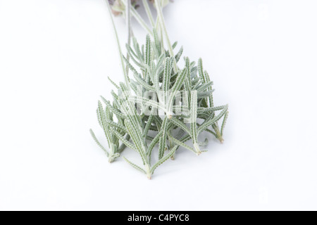 Talee di lavanda su sfondo bianco Foto Stock