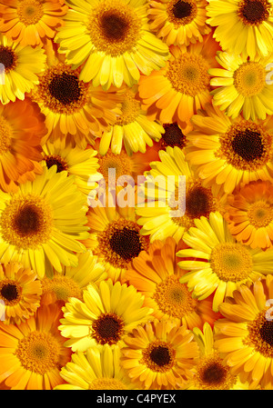 Bel colore arancione-giallo sfondo floreale realizzato da selvatici fiori a margherita Foto Stock