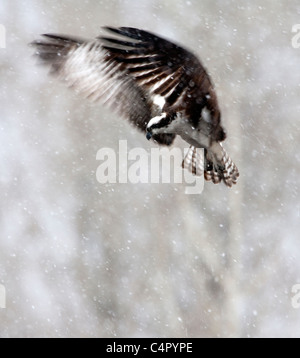 Osprey in bilico in una tempesta di neve Foto Stock