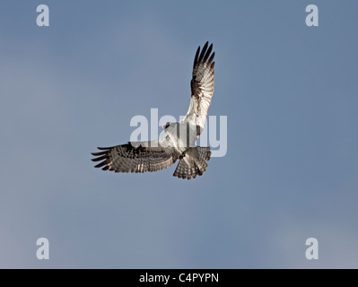 Osprey in bilico Foto Stock