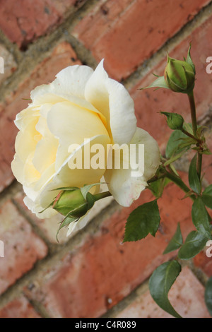 Rosa contro un muro di mattoni Foto Stock