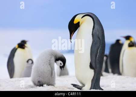 Pinguini imperatore, genitore con pulcini su ghiaccio, Snow Hill Island, Antartide Foto Stock