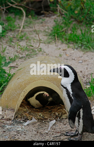 Pinguino africano(Spheniscus demersus) seduto su un uovo nel suo nido a Boulders Beach colonia di pinguini, Simon's Town . Foto Stock