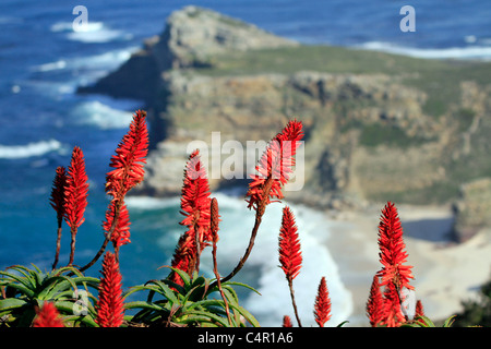 Fioritura rossa aloe con diaz beach in background a Cape Point, Sud Africa. Foto Stock