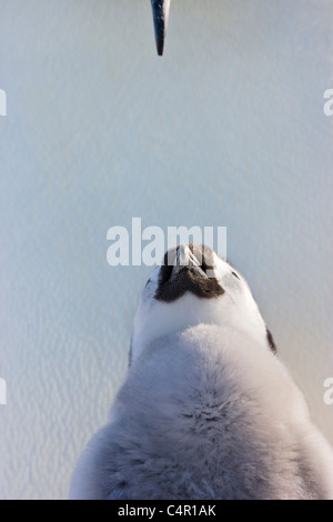 Pinguini imperatore genitore con pulcini su Snow Hill Island, Antartide Foto Stock