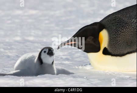 Pinguini imperatore genitore con pulcini su Snow Hill Island, Antartide Foto Stock