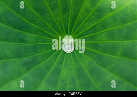 Nelumbo nucifera leaf. Goccia di acqua su una foglia di loto. Foto Stock