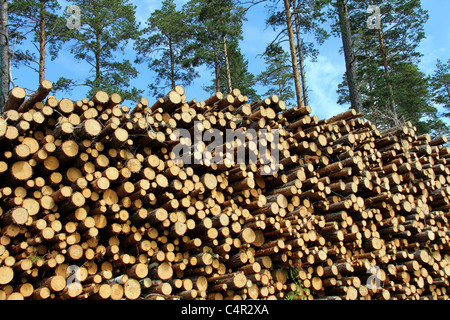 Una pila alta di tagliare tronchi di legno con alberi di pino sullo sfondo, per produrre pasta o fonti di energia rinnovabili. Foto Stock