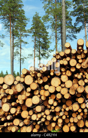 Un mucchio di tagliare tronchi di legno con alberi di pino sullo sfondo, per produrre pasta o fonti di energia rinnovabili. Foto Stock