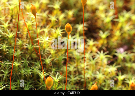 Haircap comune Moss (Polytrichum comune) in controluce, concentrarsi sulle capsule. Foto Stock