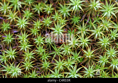 Il modello a stella di comune Haircap Moss (Polytrichum comune), o capelli comune Moss, adatto per gli sfondi. Foto Stock