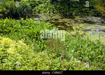 Il Beth Chatto e il giardino vivaio, Elmstead Market, Essex, Inghilterra Foto Stock