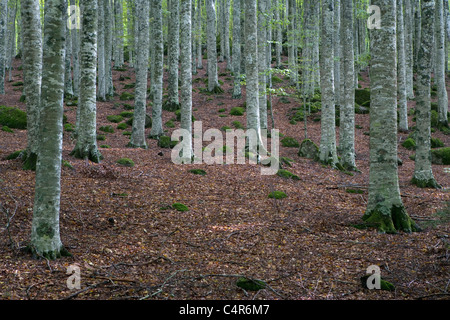 Foresta di faggio, Monte Amiata, Toscana, Italia Foto Stock