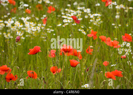 Papaveri in un campo di Packington, Staffordshire prese Giugno 2011 Foto Stock