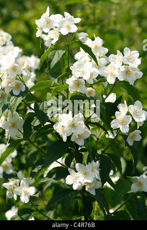 Fiori di gelsomino Foto Stock