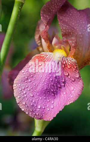 Iris germanica Foto Stock