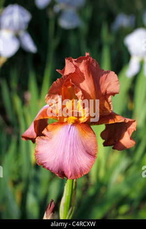 Iris germanica Foto Stock