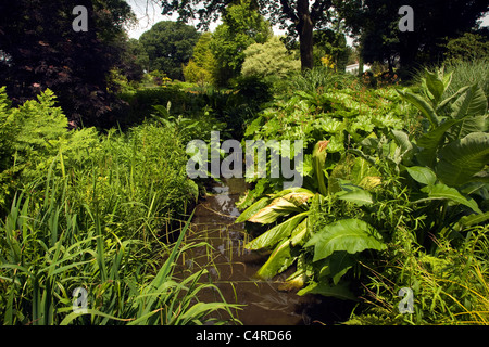 Il Beth Chatto e il giardino vivaio, Elmstead Market, Essex, Inghilterra Foto Stock