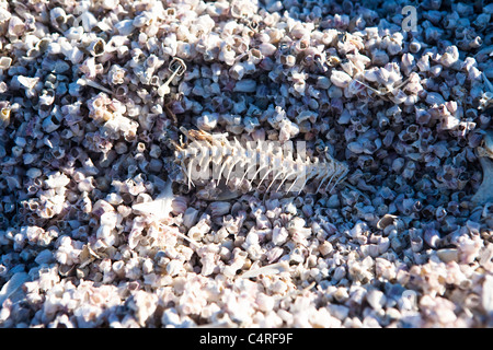 Un lago salino significa la morte per la maggior parte della vita marina, Salton Sea, CALIFORNIA, STATI UNITI D'AMERICA Foto Stock