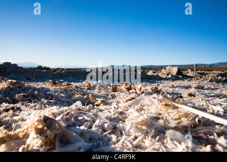 Un lago salino significa la morte per la maggior parte della vita marina, Salton Sea, CALIFORNIA, STATI UNITI D'AMERICA Foto Stock