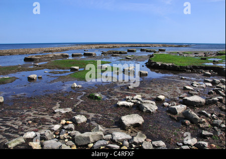 La bassa marea ad ampio risalto, Lyme Regis, Dorset, Regno Unito Maggio 2011 Foto Stock