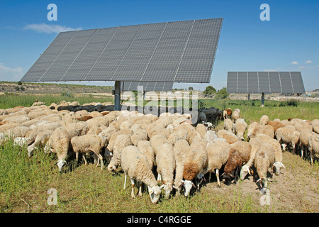 Gregge in un parco solare. Arbeca, Lleida, in Catalogna, Spagna. Foto Stock