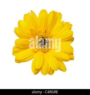 Close up di fiori Foto Stock