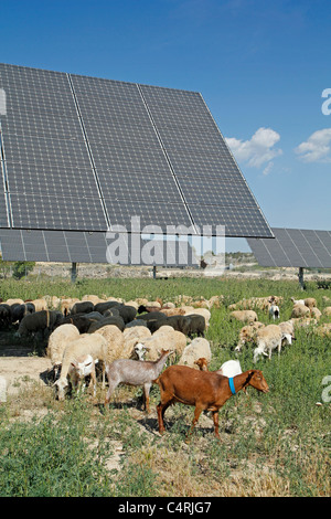 Gregge in un parco solare. Arbeca, Lleida, in Catalogna, Spagna. Foto Stock