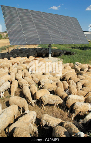 Gregge in un parco solare. Arbeca, Lleida, in Catalogna, Spagna. Foto Stock