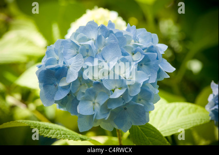 Unico ortensie blu fiore cresce in un giardino Foto Stock