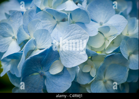 Close-up di singolo ortensie blu fiore cresce in un giardino Foto Stock