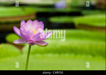 Nymphaea Carpentariae 'Julia Leu'. Ninfea Foto Stock