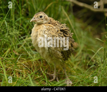 Fagiano poult regno unito Foto Stock