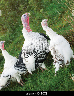 Pied Crollwitzer turchia tacchini femmina maschio varietà di turchia tacchini farm Scozia UK free range fattoria organica settore agricoltura Foto Stock