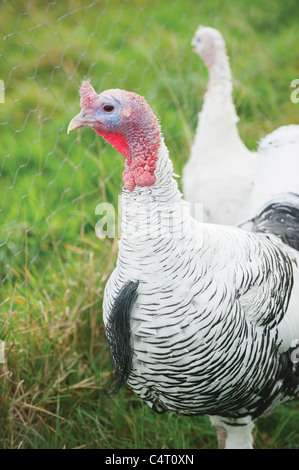 Pied Crollwitzer turchia tacchini femmina maschio varietà di turchia tacchini farm Scozia UK free range fattoria organica settore agricoltura Foto Stock