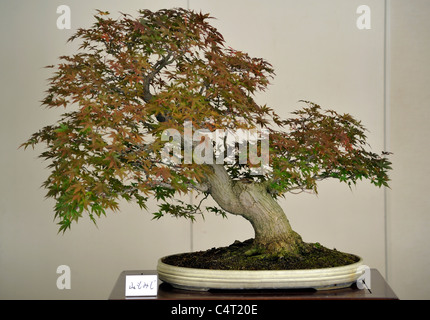 Acero Rosso in mostra bonsai in Nikko Foto stock - Alamy