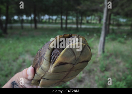 Una chiusura di una tartaruga scatola essendo mantenuto in la mano a qualcuno. Foto Stock