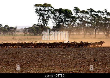 Gregge di pecore in esecuzione su hot polverosi terreni agricoli australiani, Australia occidentale, Australia Foto Stock