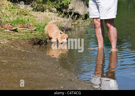 Un uomo si trova in acque poco profonde mentre il suo giocoso labradoodle giovane cucciolo esplora l'acqua. Foto Stock