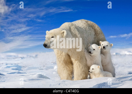 Vista di Orso Polare seminare con la sua tripletta cubs sul vento spazzata di pianure di Wapusk National Park, Manitoba, Canada composite Foto Stock