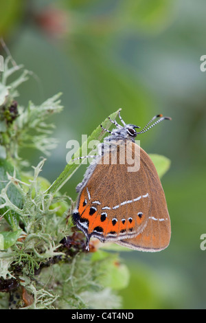 Hairstreak nero; farfalla Satyrium pruni; sulla lamina Foto Stock